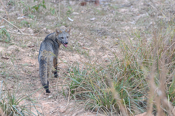 Crab-eating Fox