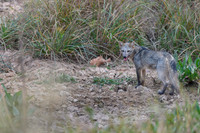 Crab-eating Fox