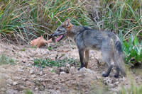 Crab-eating Fox