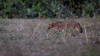 Crab-eating Fox