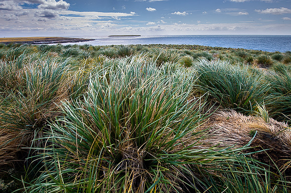 Falkland Islands