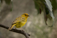 Saffron Finch