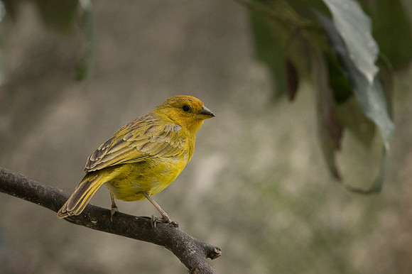 Saffron Finch