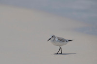 Sanderling