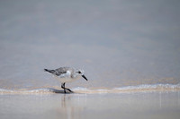 Sanderling