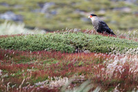Southern caracara