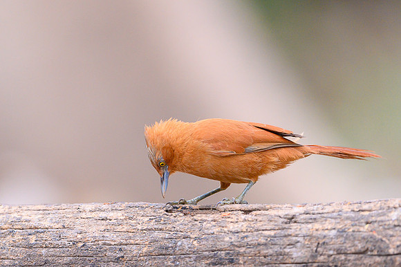 Grey-crested Cacholote