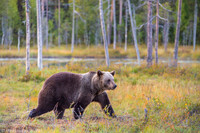 Brown Bear / Niedźwiedź Brunatny