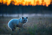 Brown Bear / Niedźwiedź Brunatny