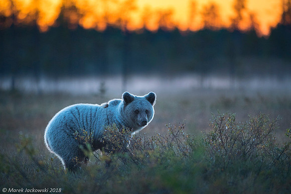Brown Bear / Niedźwiedź Brunatny
