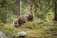 Brown Bear / Niedźwiedź Brunatny