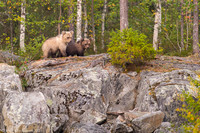 Brown Bear / Niedźwiedź Brunatny
