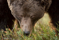 Brown Bear / Niedźwiedź Brunatny