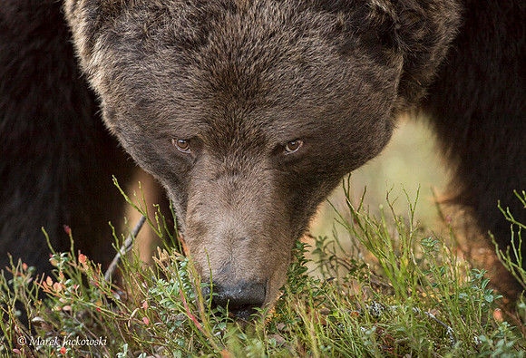 Brown Bear / Niedźwiedź Brunatny