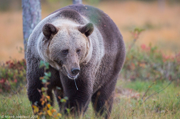 Brown Bear / Niedźwiedź Brunatny