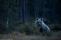 Brown Bear / Niedźwiedź Brunatny