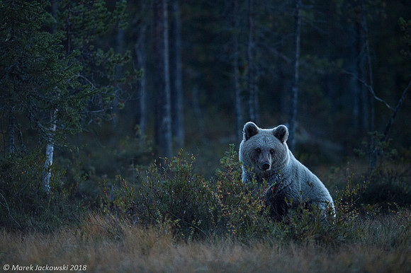Brown Bear / Niedźwiedź Brunatny