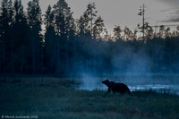 Brown Bear / Niedźwiedź Brunatny