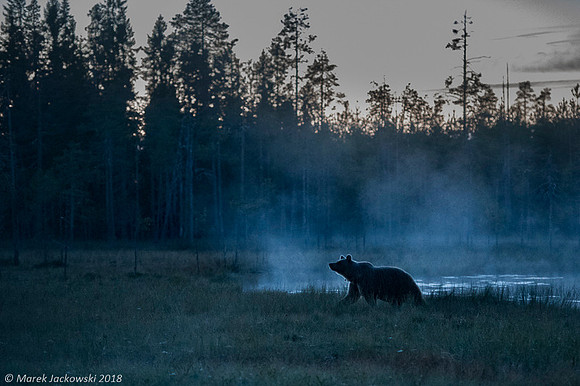 Brown Bear / Niedźwiedź Brunatny