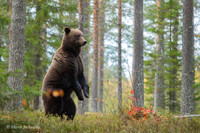 Brown Bear / Niedźwiedź Brunatny