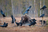 Brown Bear / Niedźwiedź Brunatny