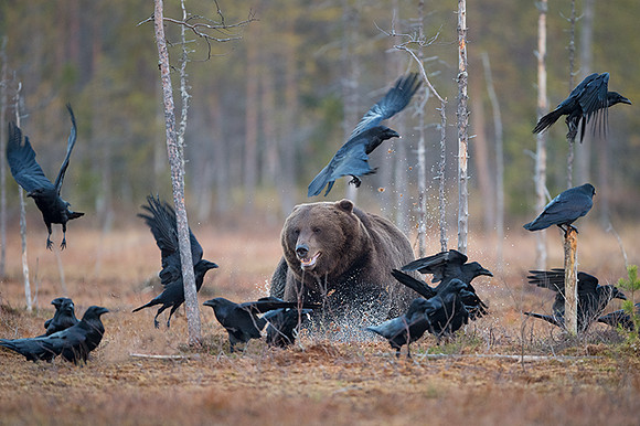 Brown Bear / Niedźwiedź Brunatny