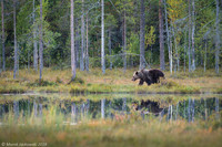 Brown Bear / Niedźwiedź Brunatny