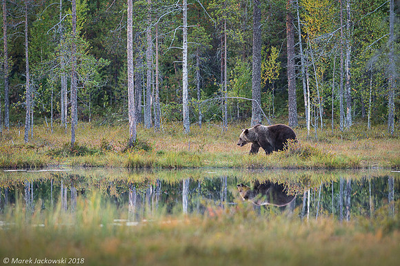 Brown Bear / Niedźwiedź Brunatny