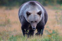 Brown Bear / Niedźwiedź Brunatny