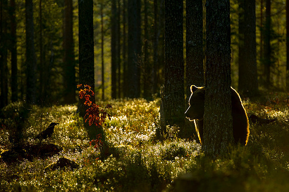 Brown Bear / Niedźwiedź Brunatny