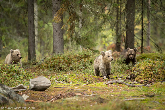 Brown Bear / Niedźwiedź Brunatny