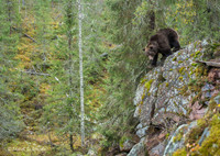 Brown Bear / Niedźwiedź Brunatny