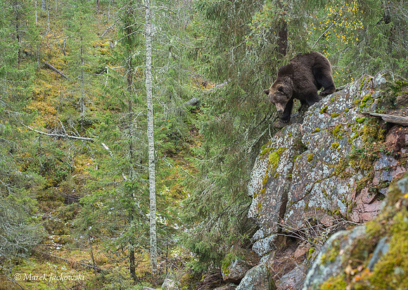 Brown Bear / Niedźwiedź Brunatny