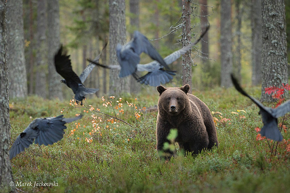 Brown Bear / Niedźwiedź Brunatny
