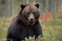 Brown Bear / Niedźwiedź Brunatny