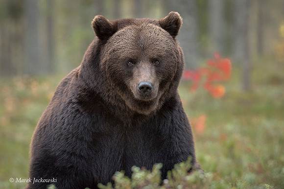 Brown Bear / Niedźwiedź Brunatny