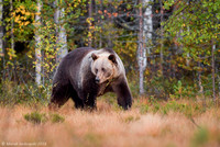 Brown Bear / Niedźwiedź Brunatny