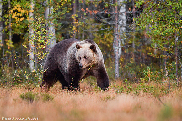 Brown Bear / Niedźwiedź Brunatny