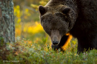Brown Bear / Niedźwiedź Brunatny