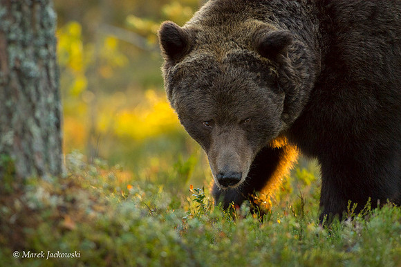 Brown Bear / Niedźwiedź Brunatny