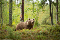 Brown Bear / Niedźwiedź Brunatny