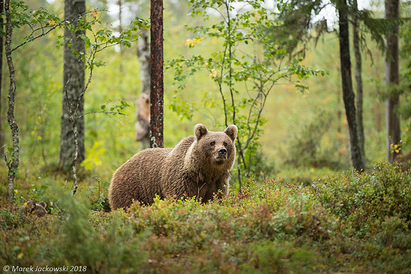 Brown Bear / Niedźwiedź Brunatny