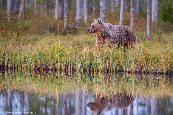 Brown Bear / Niedźwiedź Brunatny