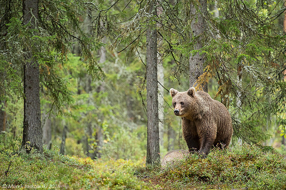 Brown Bear / Niedźwiedź Brunatny