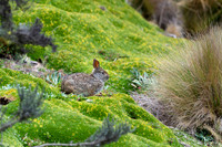 Brazilian Rabbit