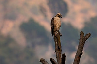 Mountain hawk eagle