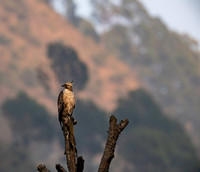 Mountain hawk eagle
