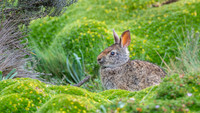 Brazilian Rabbit