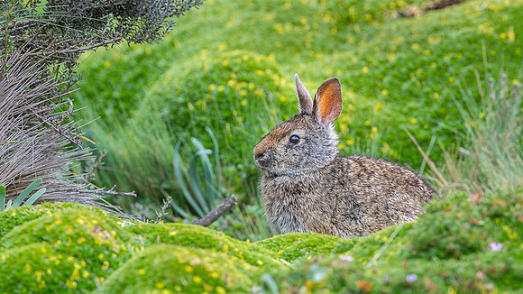 Brazilian Rabbit