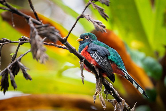 Masked Trogon